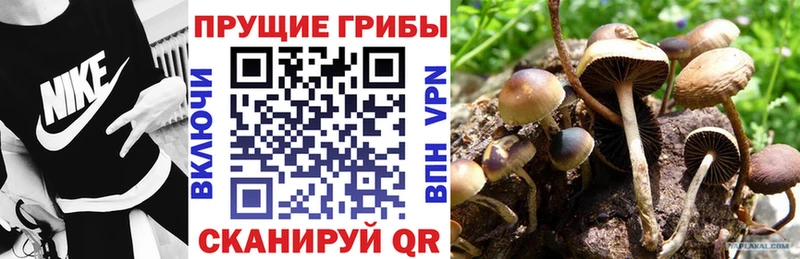 Галлюциногенные грибы Psilocybine cubensis  Купить закладки  Аша 